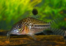 CORY LEOPARDUS 
