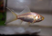 GOLDFISH COMET WHITE