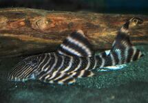 L002 TIGER PECKOLTIA