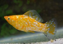 SAILFIN MOLLY GOLD SPOTTED