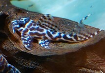 L400 HYPANCISTRUS SP. S