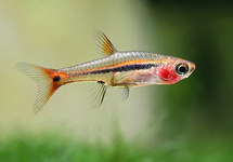 SCHWANZSTREIFEN RASBORA