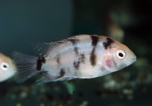 ZEBRA CICHLID MARBLE