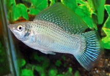 SEGELKÄRPFLING SILBER