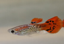 GUPPY SNAKESKIN RED MALE