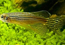 ZEBRADANIO SLUIER