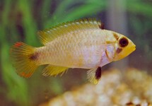 BLUE PANDA DWARF CICHLID