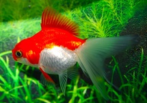 SLUIERSTAART ROOD/WIT