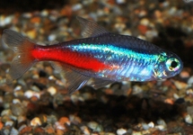 NEONTETRA