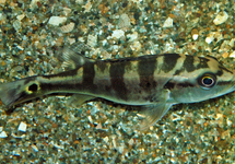 PAUWOOGBAARS MONOCULUS