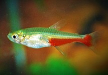 REDFLANK BLOODFIN TETRA