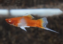 SWORDTAIL RED/WHITE