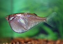 SILVER HATCHETFISH