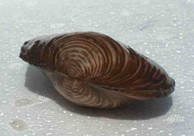 SWAN MUSSEL