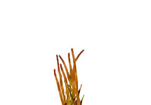 Vallisneria spiralis rood in pot (p5)