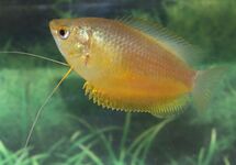 THICK-LIPPED GOURAMI ORANGE