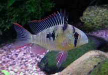 MIKROGEOPHAGUS ALTISPINOSUS