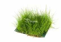 Eleocharis net 10x15cm - NE