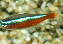 CARDINAL TETRA BRAZIL