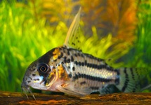 Corydoras