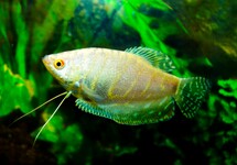 GOURAMI PLATINUM