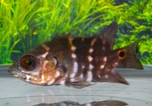 ASTRONOTUS CRASSIPINNIS M