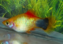 PLATY NEON GELB MICKEY