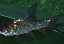 RIESENBARBE