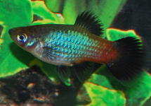 PLATY RAINBOW