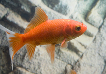 GOLDFISCH COMET