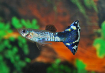 GUPPY BLUE FLOWER MALE