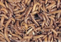 BUFFALOWORM BULK (0.5-1L)