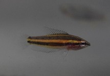 GOURAMI RÉGLISSE SENTANG