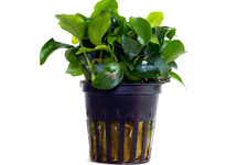 Aquarium plants