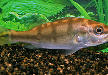 KELBERI PEACOCK BASS