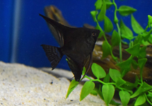 ANGELFISH BLACK