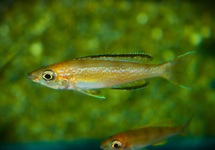 SARDINE CICHLID KARILANI