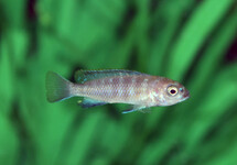 MALAWI CICHLIDE FLAVUS