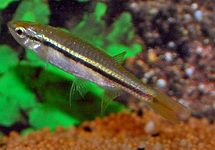 STRIPED FLYING BARB
