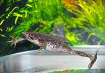 CRAPAUD DU SURINAM