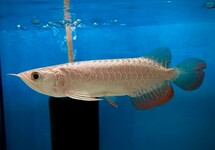 AROWANA ASIATIQUE BUKIT MERAH CROSSBACK