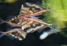 MARMERBIJLZALM STRIGATA