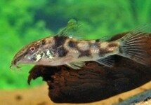 BEARDED CORYDORAS