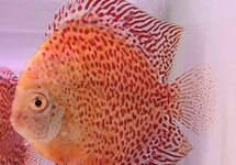 DISCUS SNOW LEOPARD
