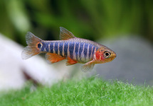 EMERALD DWARF RASBORA