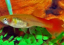 GUPPY FLAMINGO ROT FRAU