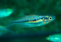 SIKUENSIS RAINBOWFISH