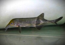 ELEPHANTNOSE FISH RHYNCHOPHORUS