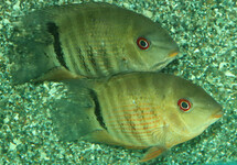 BANDED CICHLID LIBERIFER