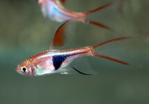 HARLEQUIN RASBORA LONG FIN